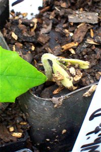 Gmelina leichhardtii_germinating