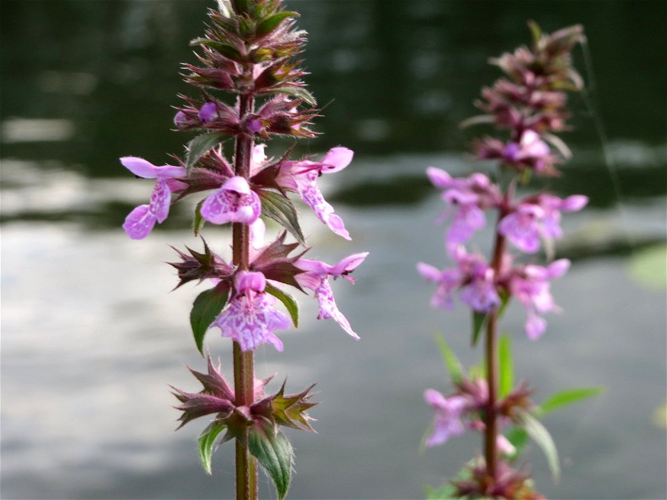 Sumpf-Ziest (Stachys palustris) an der Saar in Saarbrücken