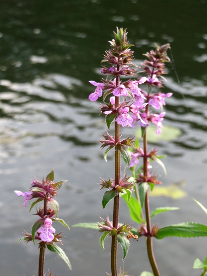 Sumpf-Ziest (Stachys palustris) an der Saar in Saarbrücken