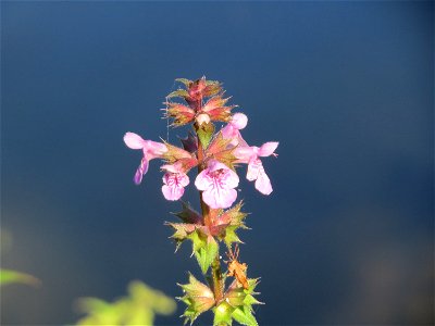 Sumpf-Ziest (Stachys palustris) an der Saar in Saarbrücken