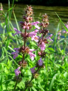 Sumpf-Ziest (Stachys palustris) am Kraichbach in Hockenheim