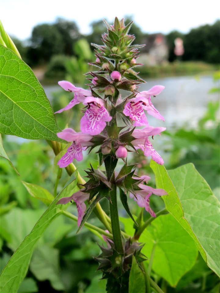 Sumpf-Ziest (Stachys palustris) an der Saar in Saarbrücken