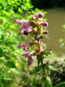 Sumpf-Ziest (Stachys palustris) am Kraichbach in Hockenheim
