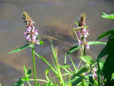 Sumpf-Ziest (Stachys palustris) an der Saar in Saarbrücken