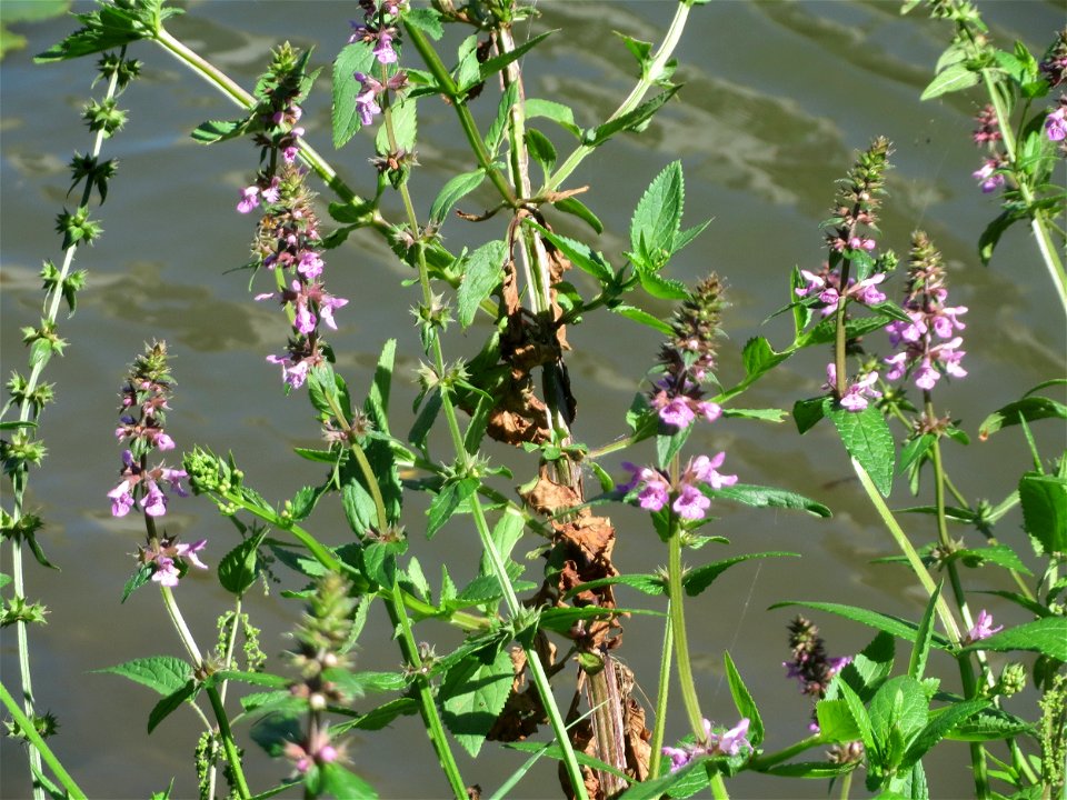 Sumpf-Ziest (Stachys palustris) an der Saar in Saarbrücken