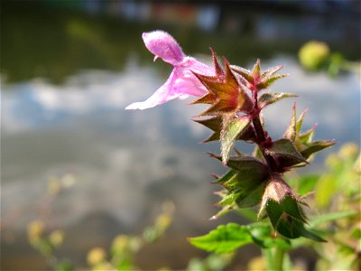 Sumpf-Ziest (Stachys palustris) an der Saar in Saarbrücken