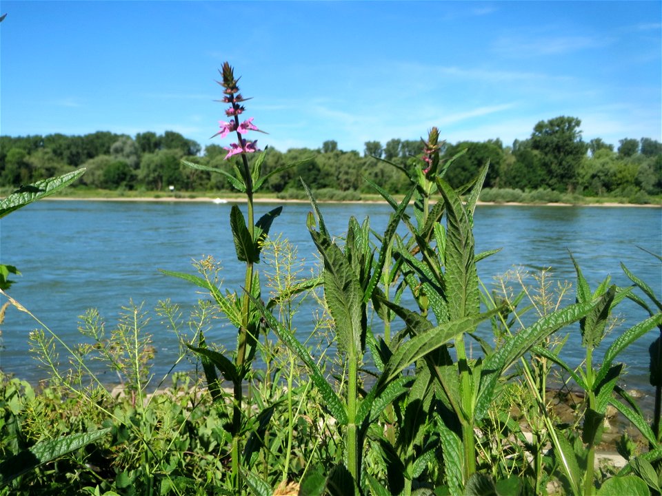 Sumpf-Ziest (Stachys palustris) am Rhein bei Altlußheim
