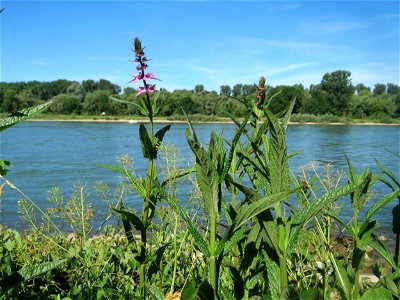 Sumpf-Ziest (Stachys palustris) am Rhein bei Altlußheim