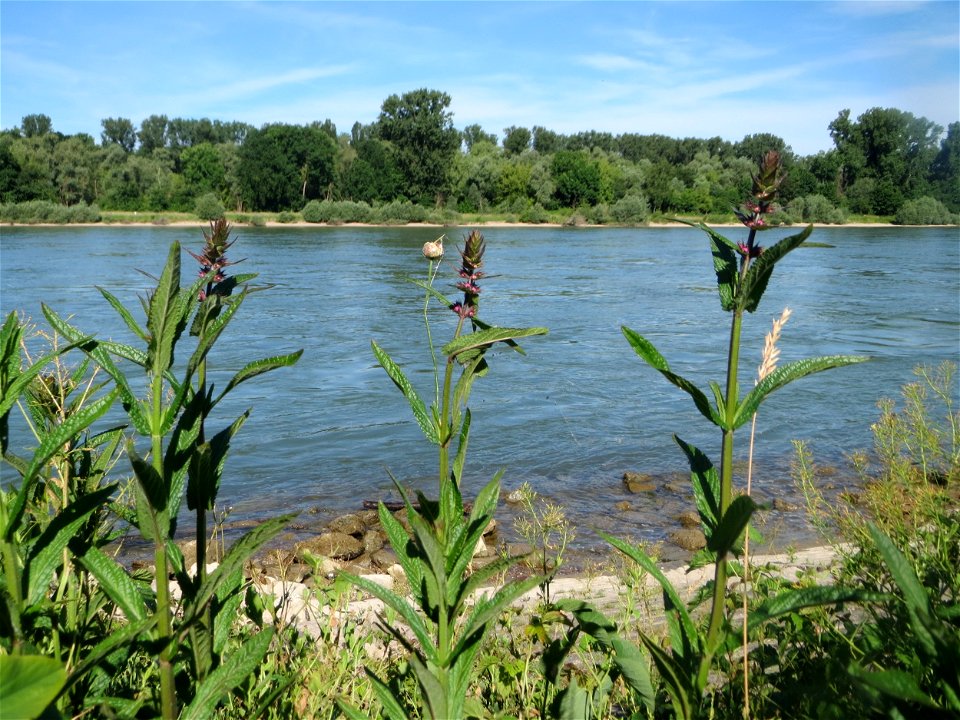Sumpf-Ziest (Stachys palustris) am Rhein bei Altlußheim