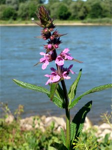 Sumpf-Ziest (Stachys palustris) am Rhein bei Altlußheim