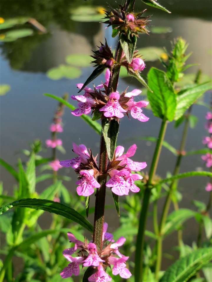 Sumpf-Ziest (Stachys palustris) an der Saar in Saarbrücken
