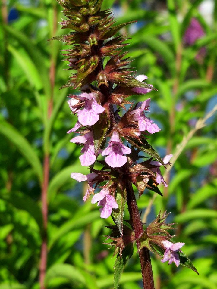 Sumpf-Ziest (Stachys palustris) am Osthafen in Saarbrücken