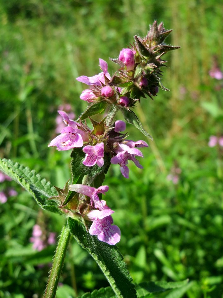 Sumpf-Ziest (Stachys palustris) im Naturschutzgebiet „St. Arnualer Wiesen“