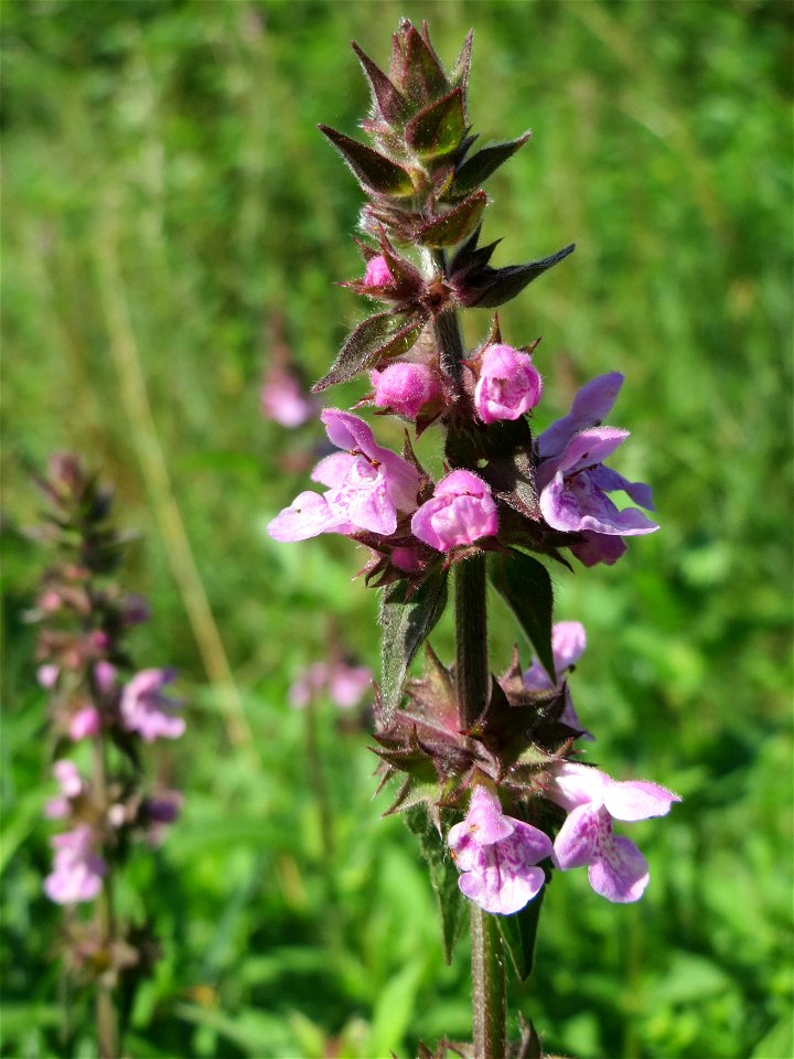Sumpf-Ziest (Stachys palustris) im Naturschutzgebiet „St. Arnualer Wiesen“