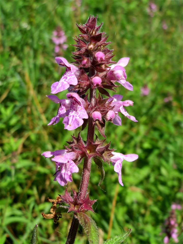 Sumpf-Ziest (Stachys palustris) im Naturschutzgebiet „St. Arnualer Wiesen“