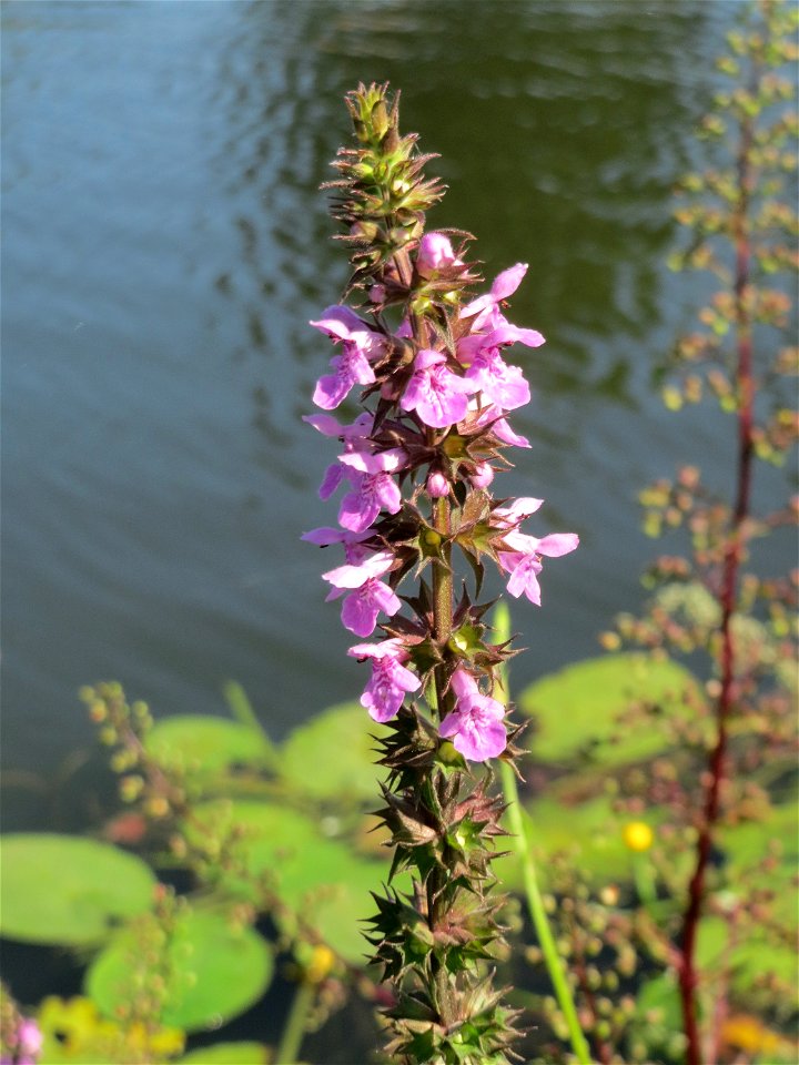 Sumpf-Ziest (Stachys palustris) an der Saar in Alt-Saarbrücken