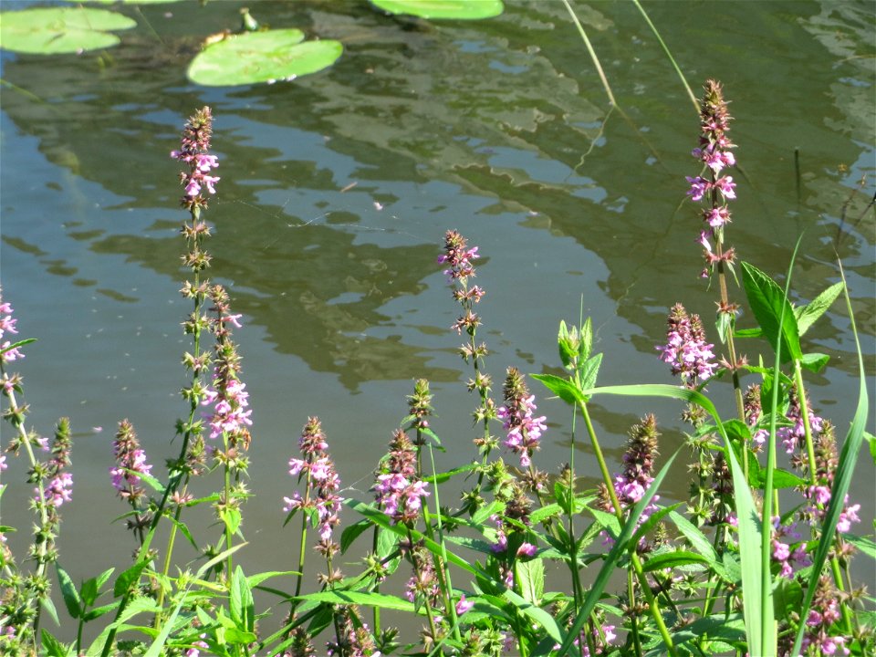 Sumpf-Ziest (Stachys palustris) an der Saar in Sankt Arnual