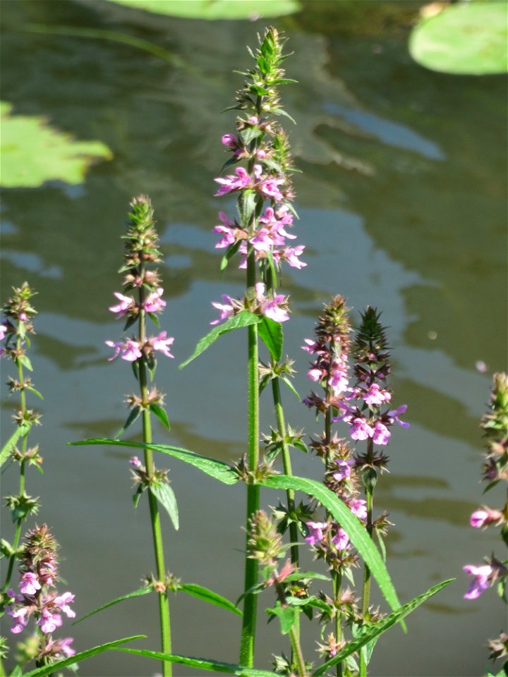 Sumpf-Ziest (Stachys palustris) an der Saar in Sankt Arnual