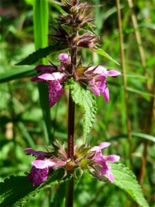 Sumpf-Ziest (Stachys palustris) in den Sankt Arnual Wiesen gegenüber vom Osthafen Saarbrücken (Außerhalb vom NSG)