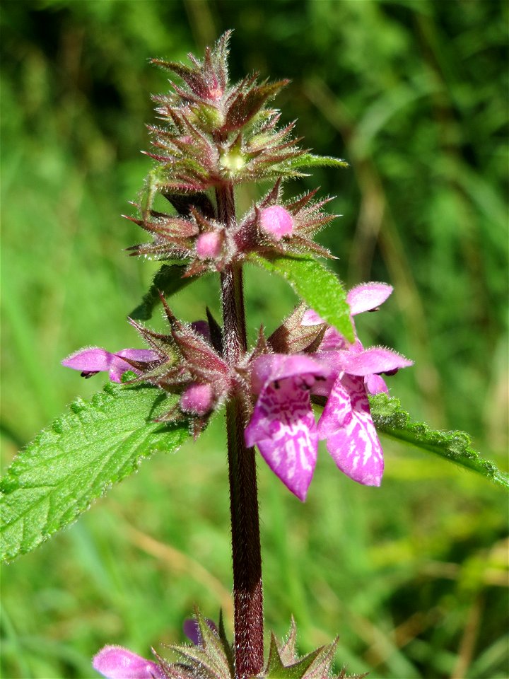 Sumpf-Ziest (Stachys palustris) in den Sankt Arnual Wiesen gegenüber vom Osthafen Saarbrücken (Außerhalb vom NSG)