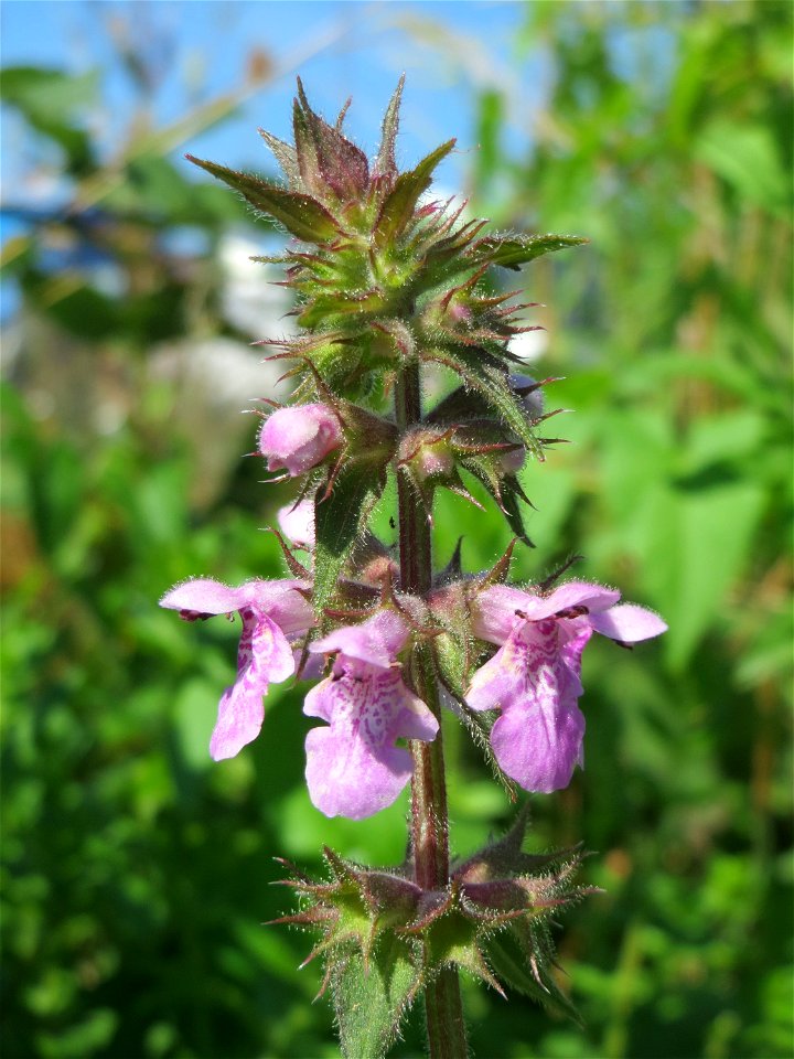 Sumpf-Ziest (Stachys palustris) in den Sankt Arnual Wiesen gegenüber vom Osthafen Saarbrücken (Außerhalb vom NSG)
