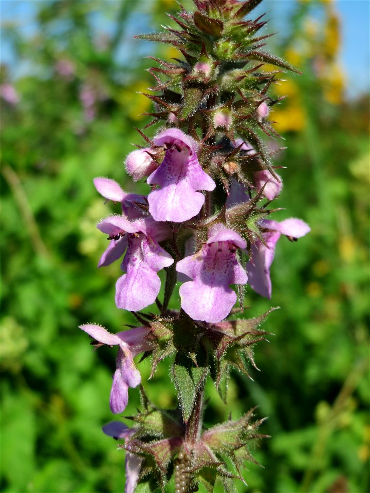 Sumpf-Ziest (Stachys palustris) in den Sankt Arnual Wiesen gegenüber vom Osthafen Saarbrücken (Außerhalb vom NSG)