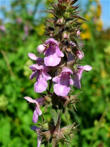 Sumpf-Ziest (Stachys palustris) in den Sankt Arnual Wiesen gegenüber vom Osthafen Saarbrücken (Außerhalb vom NSG)