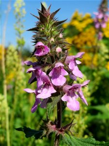 Sumpf-Ziest (Stachys palustris) in den Sankt Arnual Wiesen gegenüber vom Osthafen Saarbrücken (Außerhalb vom NSG)