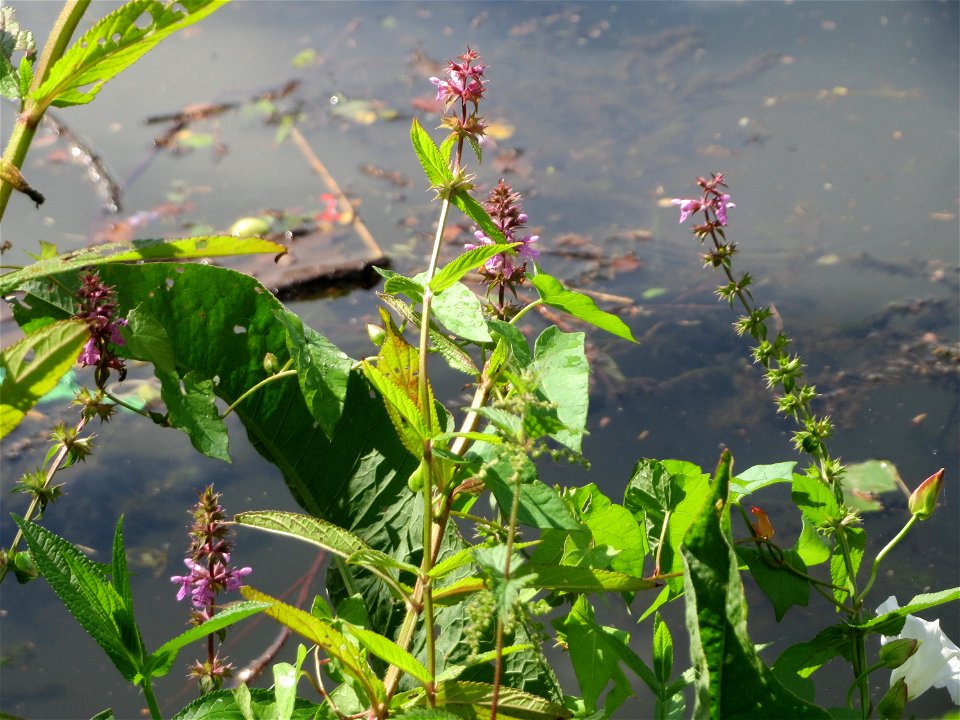 Sumpf-Ziest (Stachys palustris) an der Saar am Bürgerpark Saarbrücken