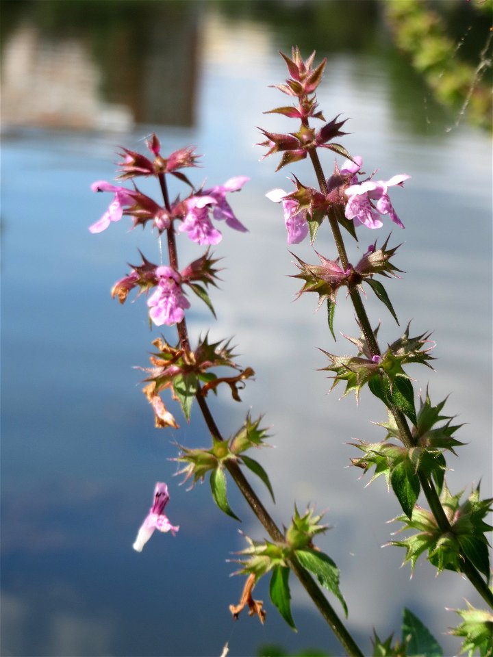 Sumpf-Ziest (Stachys palustris) an der Saar am Bürgerpark Saarbrücken
