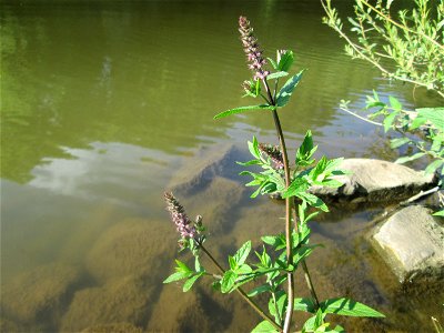 Sumpf-Ziest (Stachys palustris) an der Saar in Saarbrücken photo