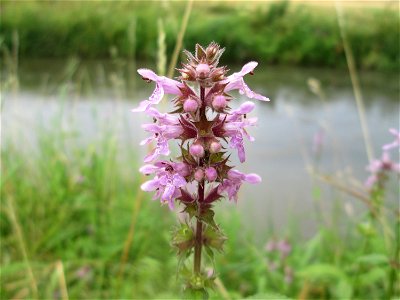 Sumpf-Ziest (Stachys palustris) am Kraichbach in Hockenheim