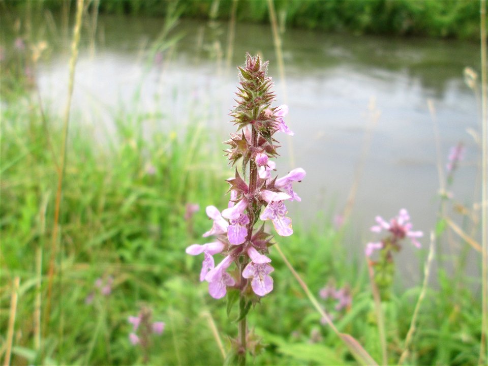 Sumpf-Ziest (Stachys palustris) am Kraichbach in Hockenheim