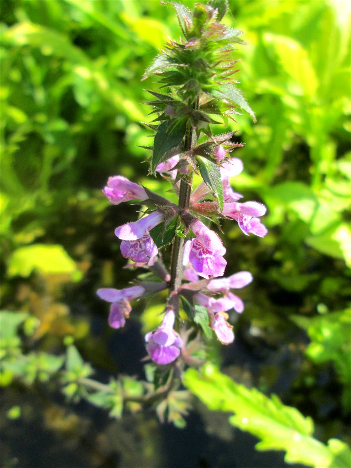 Sumpf-Ziest (Stachys palustris) an der Saar in Saarbrücken - unterhalb vom Ruderclub "Undine" findet sich ein Kleinbiotop mit einer Vielzahl von typischen Ufer-Pflanzen