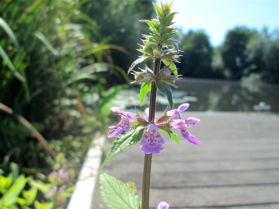 Sumpf-Ziest (Stachys palustris) an der Saar in Saarbrücken - unterhalb vom Ruderclub "Undine" findet sich ein Kleinbiotop mit einer Vielzahl von typischen Ufer-Pflanzen