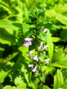 Sumpf-Ziest (Stachys palustris) an der Saar in Saarbrücken - unterhalb vom Ruderclub "Undine" findet sich ein Kleinbiotop mit einer Vielzahl von typischen Ufer-Pflanzen
