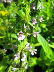 Sumpf-Ziest (Stachys palustris) an der Saar in Saarbrücken - unterhalb vom Ruderclub "Undine" findet sich ein Kleinbiotop mit einer Vielzahl von typischen Ufer-Pflanzen