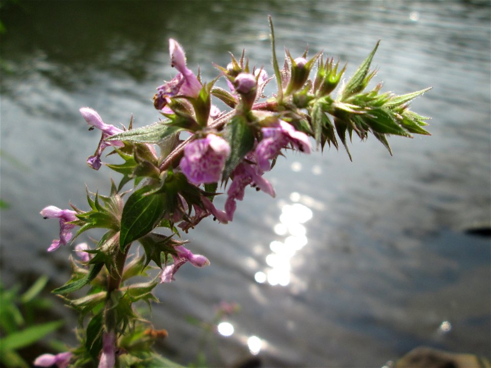 Sumpf-Ziest (Stachys palustris) im Naturschutzgebiet "St. Arnualer Wiesen"