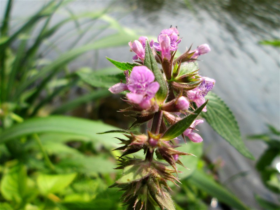 Sumpf-Ziest (Stachys palustris) im Naturschutzgebiet "St. Arnualer Wiesen"