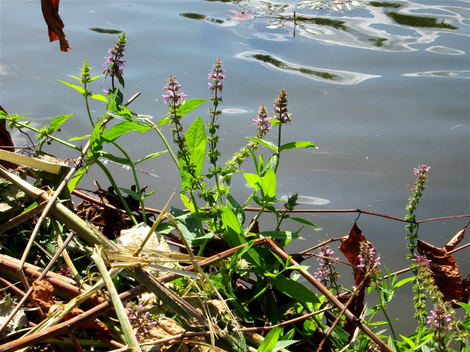Sumpf-Ziest (Stachys palustris) an der Saar in Malstatt