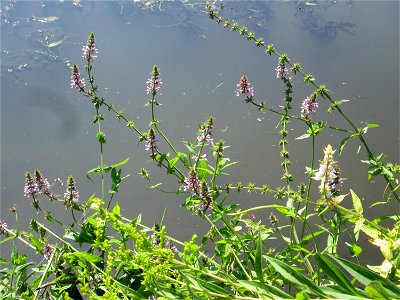 Sumpf-Ziest (Stachys palustris) an der Saar in Malstatt