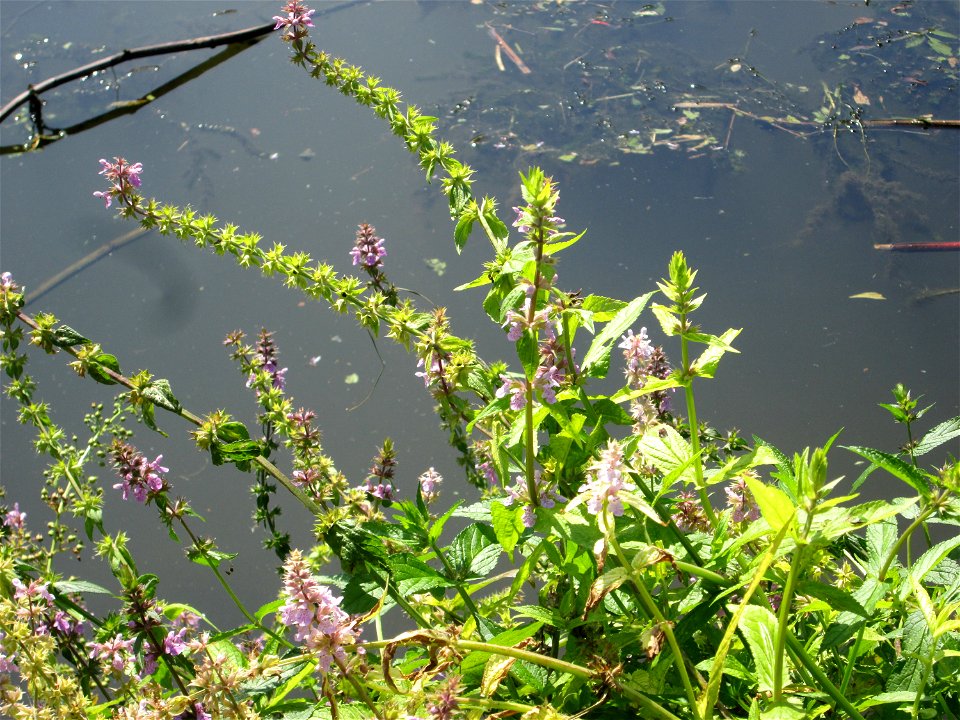 Sumpf-Ziest (Stachys palustris) an der Saar in Malstatt