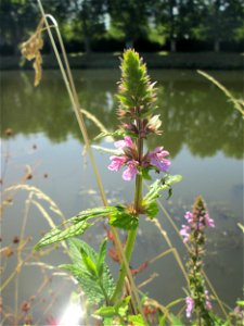 Sumpf-Ziest (Stachys palustris) an der Saar in Malstatt
