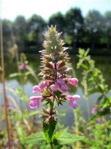 Sumpf-Ziest (Stachys palustris) an der Saar in Malstatt