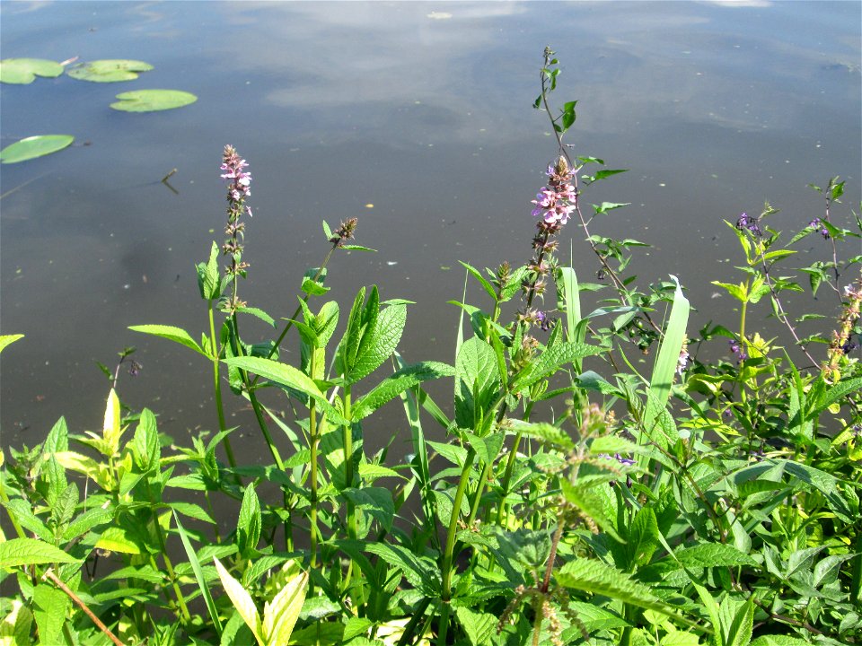 Sumpf-Ziest (Stachys palustris) an der Saar in Alt-Saarbrücken