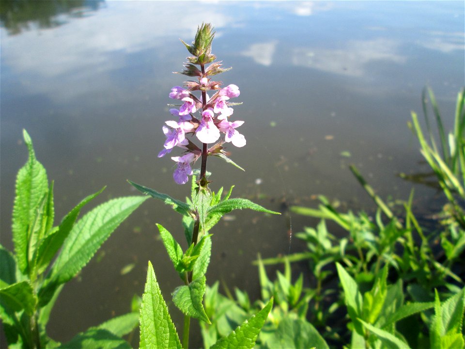 Sumpf-Ziest (Stachys palustris) an der Saar in Alt-Saarbrücken