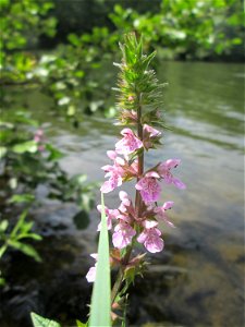 Sumpf-Ziest (Stachys palustris) im Naturschutzgebiet "St. Arnualer Wiesen"