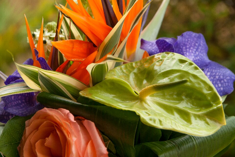 Anthurium bouquet orchid