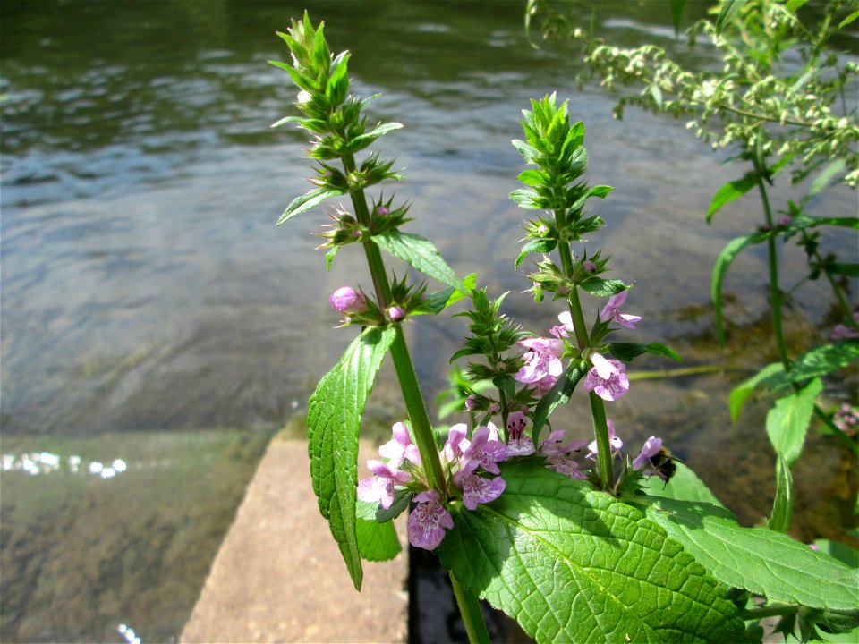 Sumpf-Ziest (Stachys palustris) im Naturschutzgebiet "St. Arnualer Wiesen"