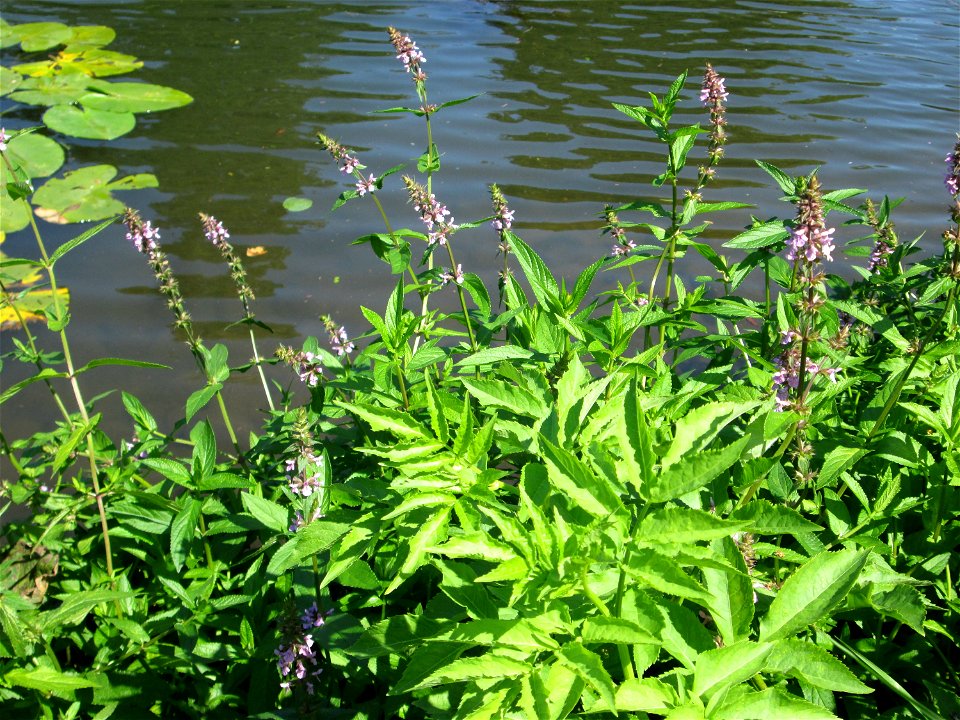 Sumpf-Ziest (Stachys palustris) an der Saar in Alt-Saarbrücken